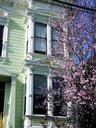 Blossoms on our street, Lyon Street.